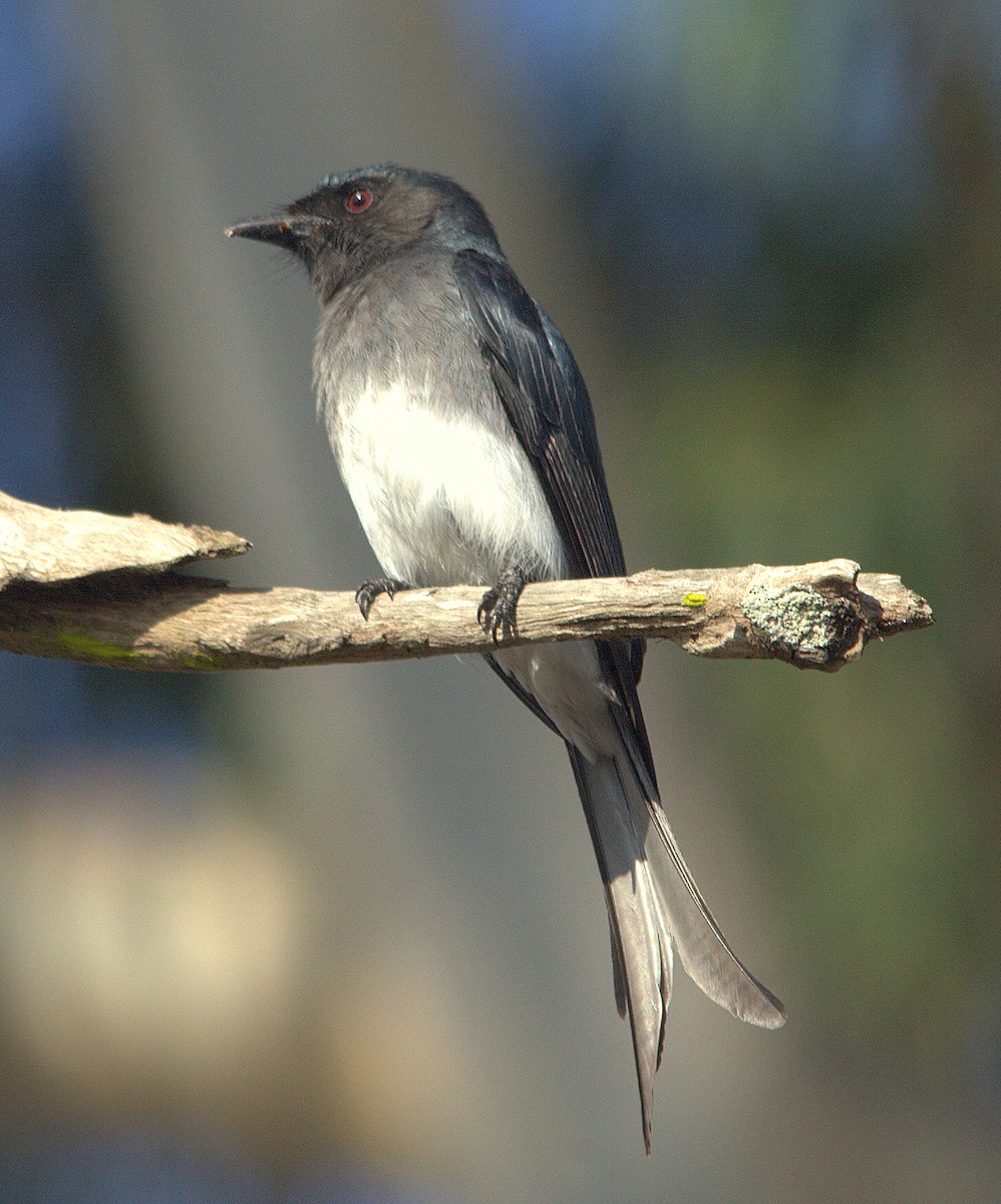 White-bellied Drongo (White-bellied) - ML205537881