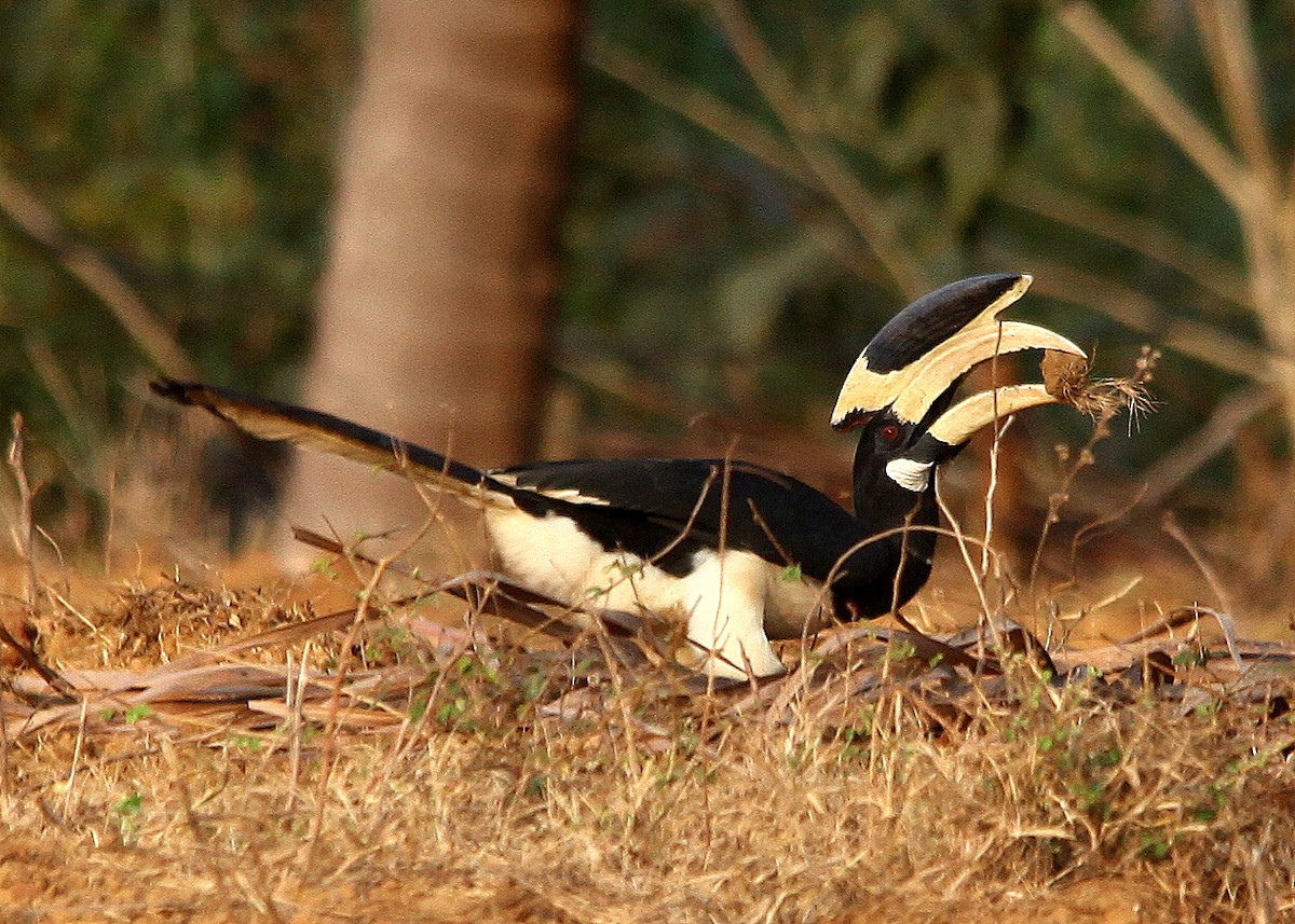 Malabar Pied-Hornbill - jayant atrey