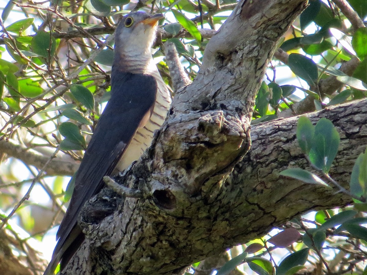 Red-chested Cuckoo - Tal Roberts