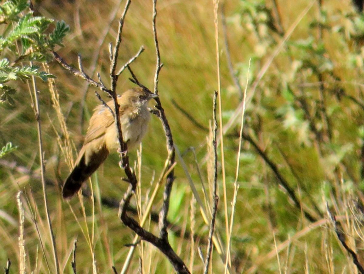 Fan-tailed Grassbird - Tal Roberts