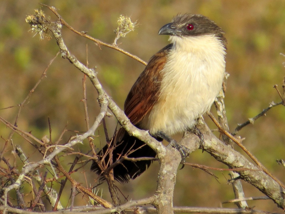 White-browed Coucal - ML205537931