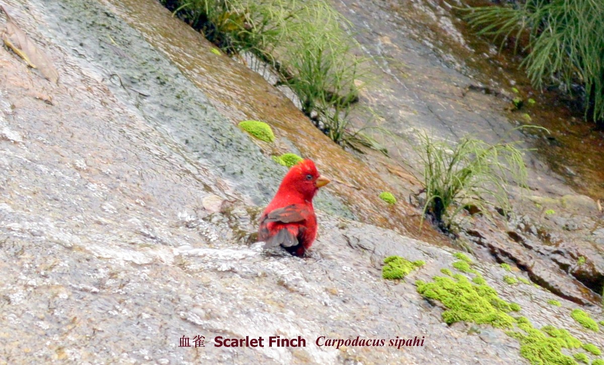 Scarlet Finch - ML205538121