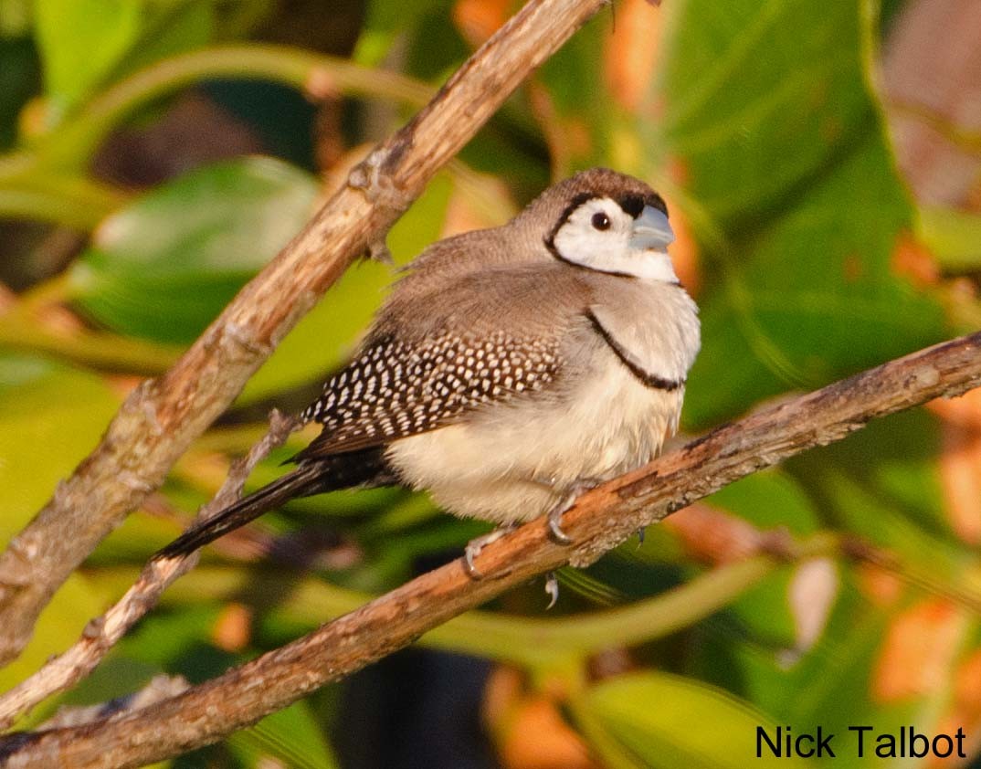 Double-barred Finch - Nicholas Talbot