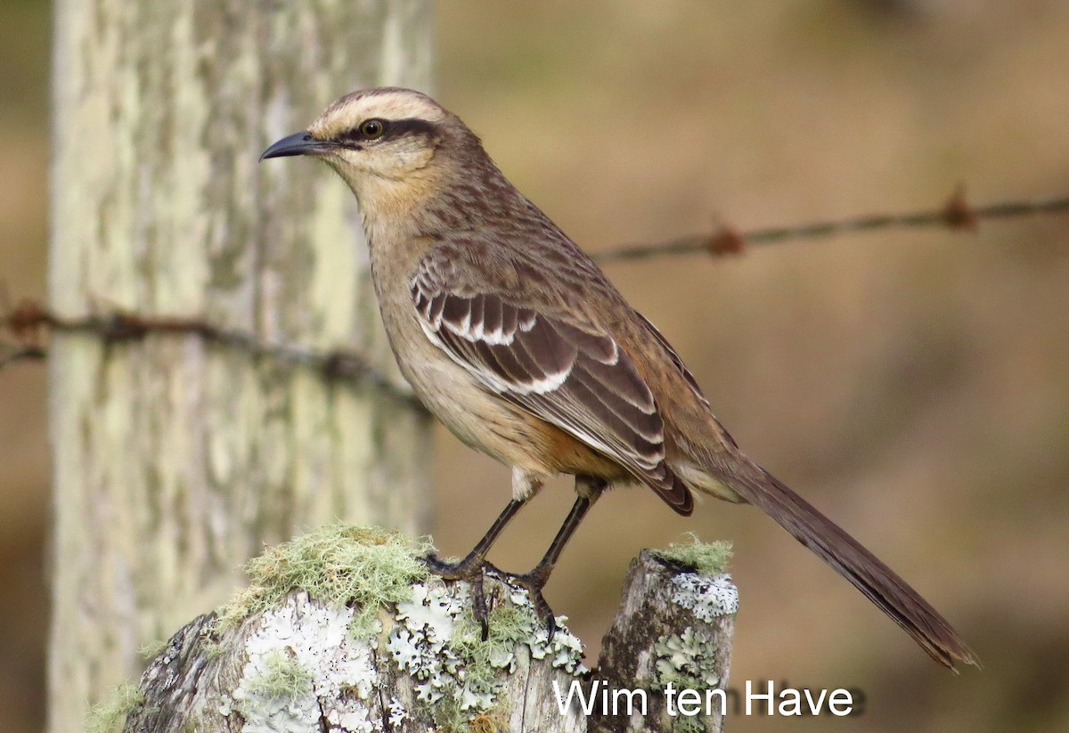 Chalk-browed Mockingbird - Wim ten Have