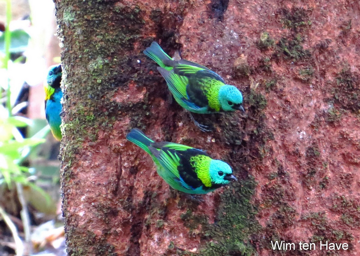 Green-headed Tanager - Wim ten Have