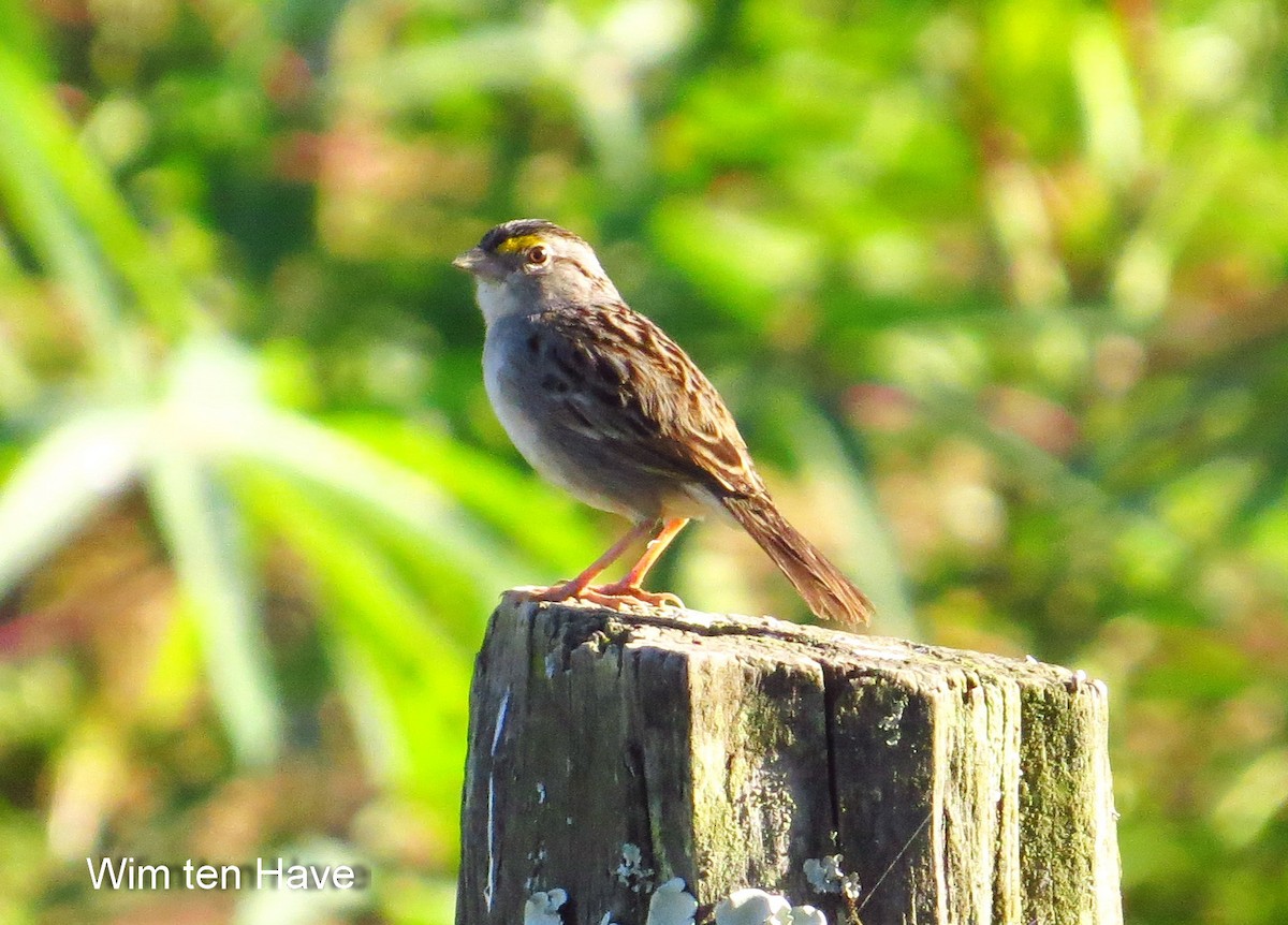 Grassland Sparrow - Wim ten Have
