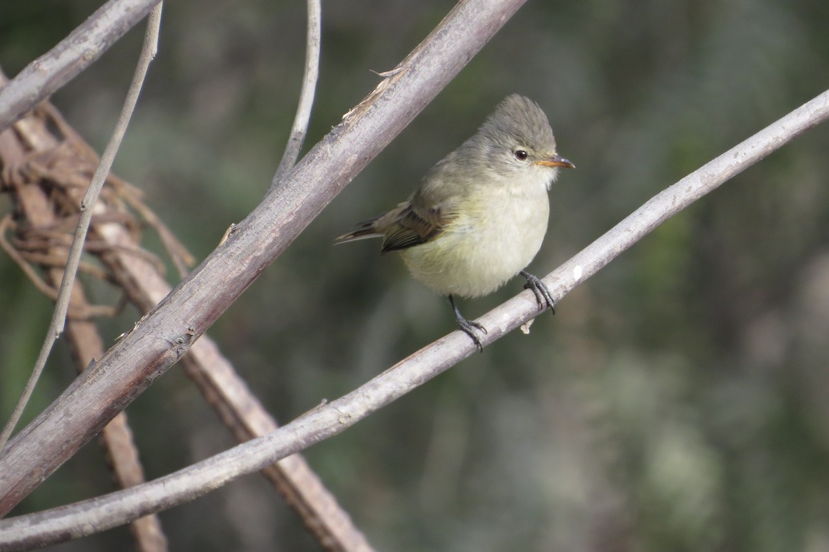 Southern Beardless-Tyrannulet (Southern) - Wim ten Have