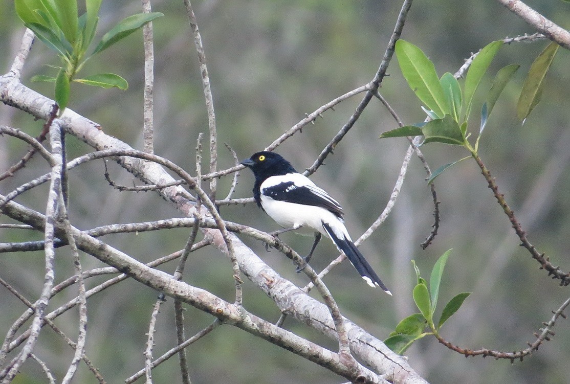 Magpie Tanager - Wim ten Have