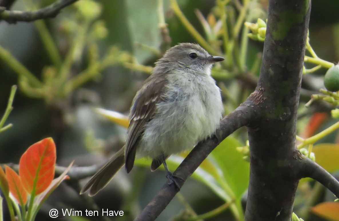 Southern Mouse-colored Tyrannulet - Wim ten Have