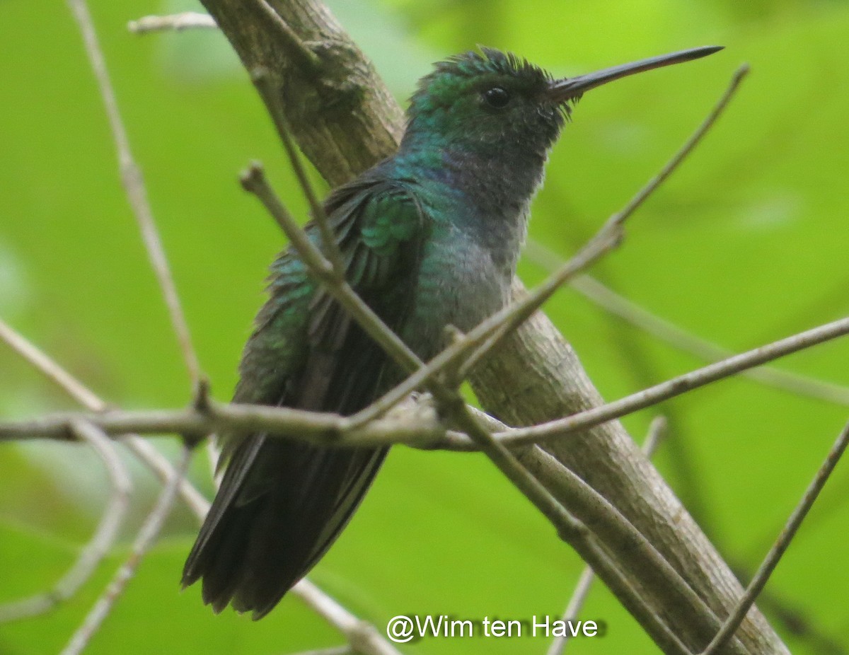 Blue-chested Hummingbird - Wim ten Have