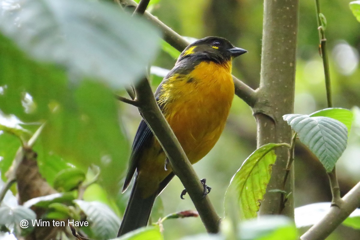 Lacrimose Mountain Tanager (palpebrosus Group) - Wim ten Have