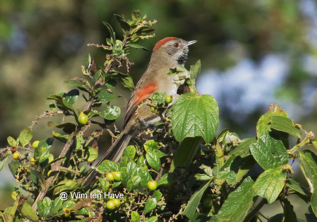 Silvery-throated Spinetail - Wim ten Have