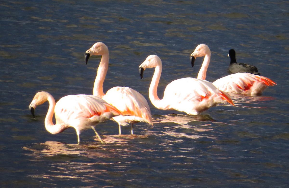 Chilean Flamingo - Wim ten Have