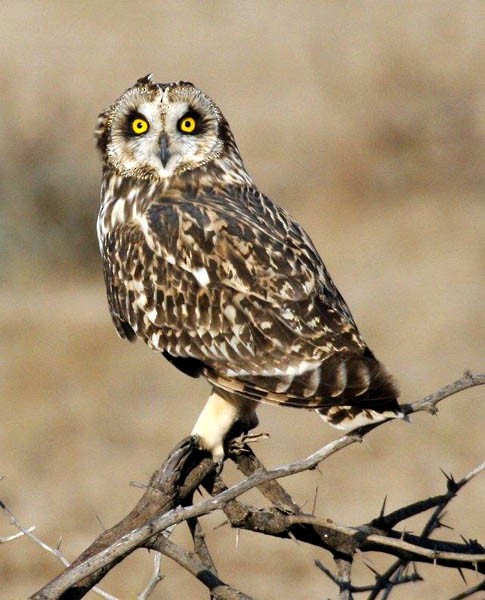 Short-eared Owl - Jugal Tiwari