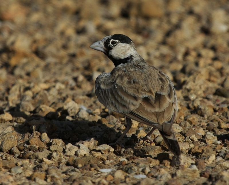 Black-crowned Sparrow-Lark - Jugal Tiwari