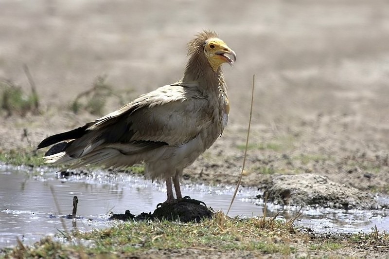 Egyptian Vulture - Jugal Tiwari