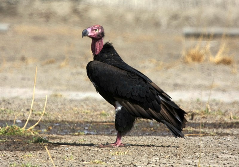 Red-headed Vulture - ML205540321