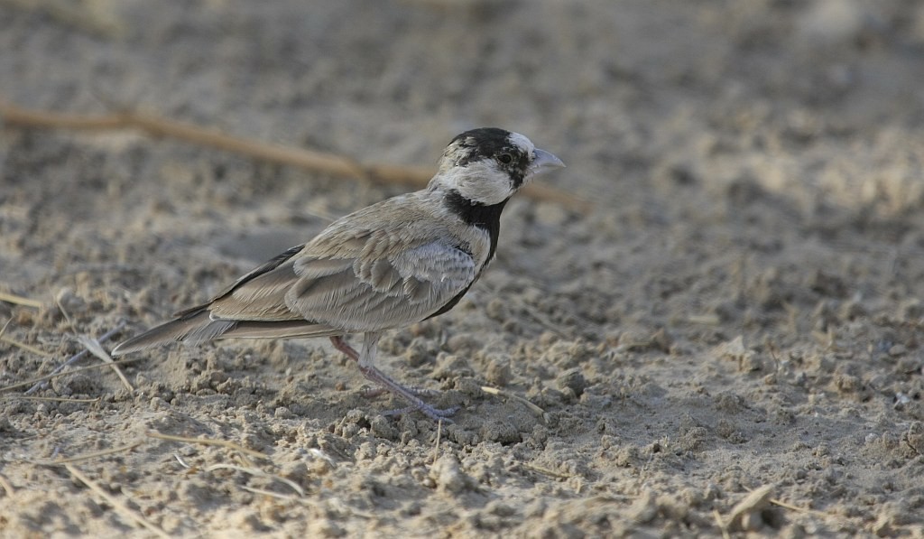 Black-crowned Sparrow-Lark - ML205540331