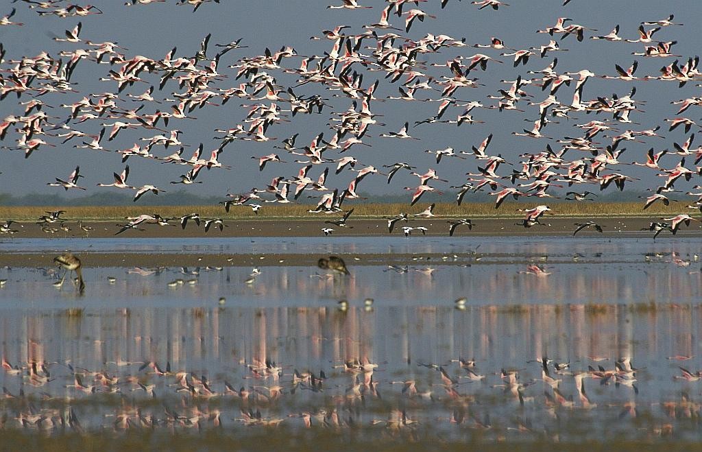 Lesser Flamingo - Jugal Tiwari