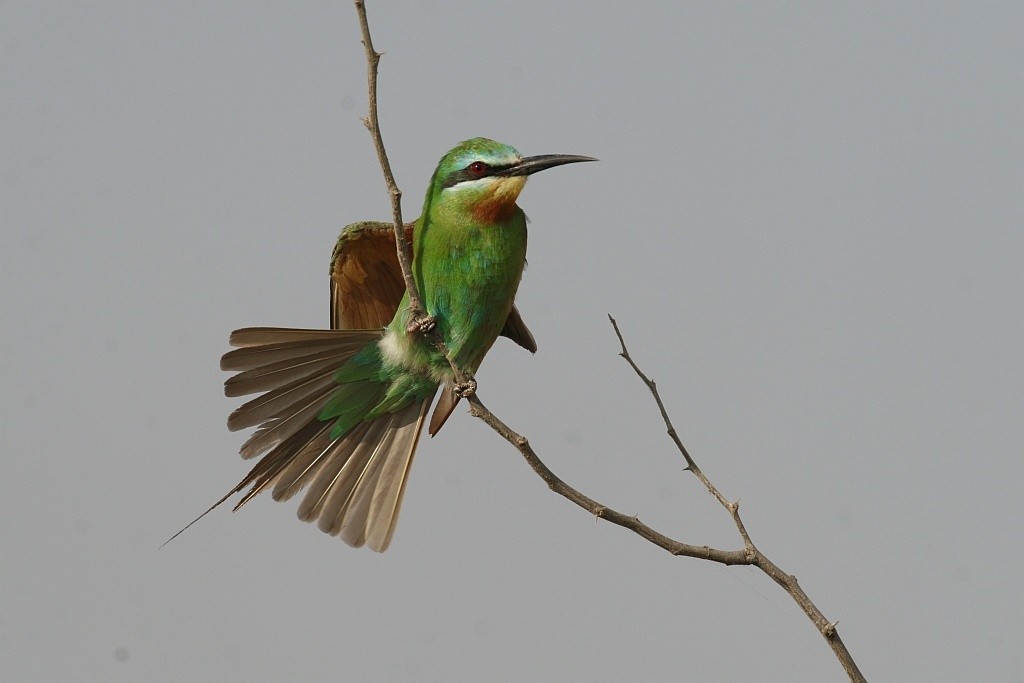 Blue-cheeked Bee-eater - Jugal Tiwari