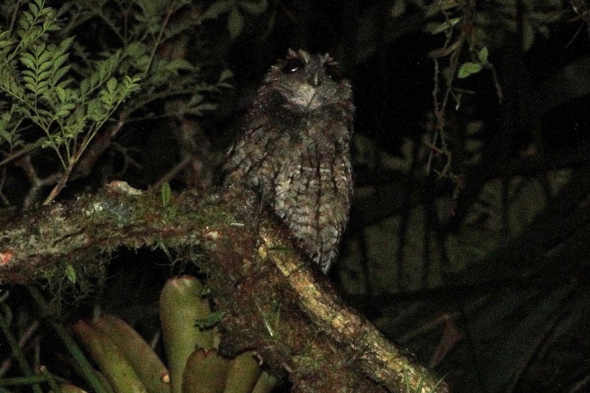 screech-owl sp. - Carlos Otávio Gussoni