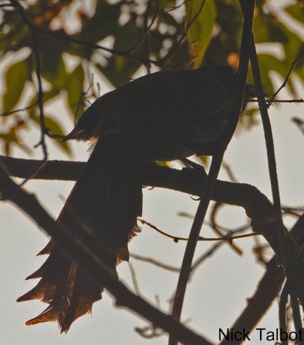 Ratchet-tailed Treepie - Nicholas Talbot