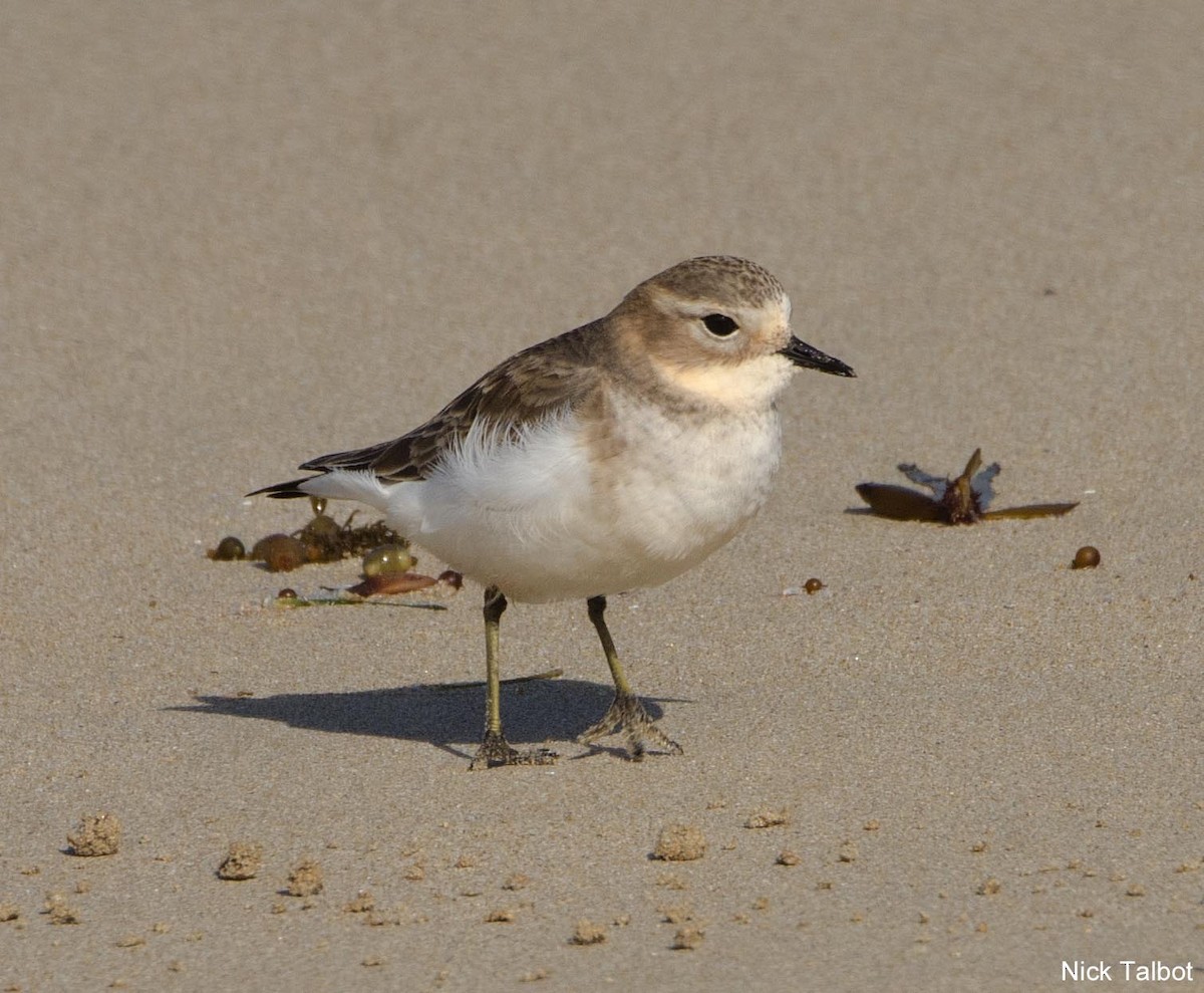 Double-banded Plover - Nicholas Talbot
