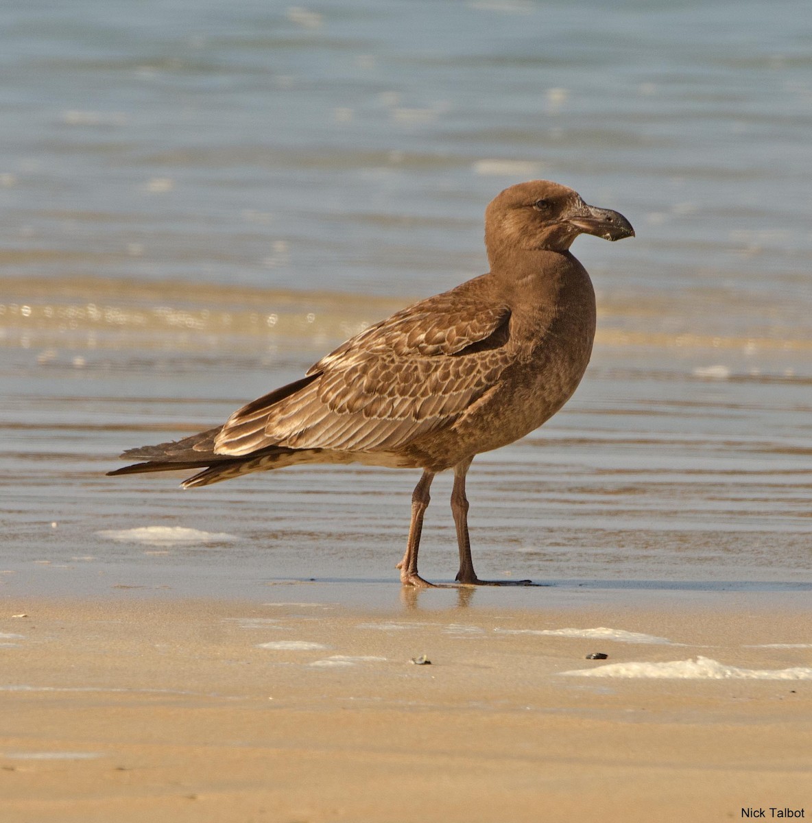 Pacific Gull - Nicholas Talbot