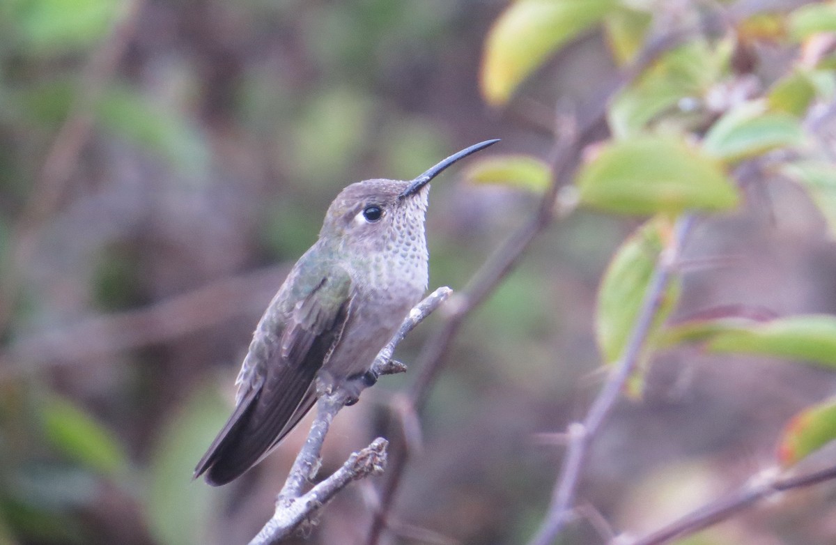 Spot-throated Hummingbird - ML205541591