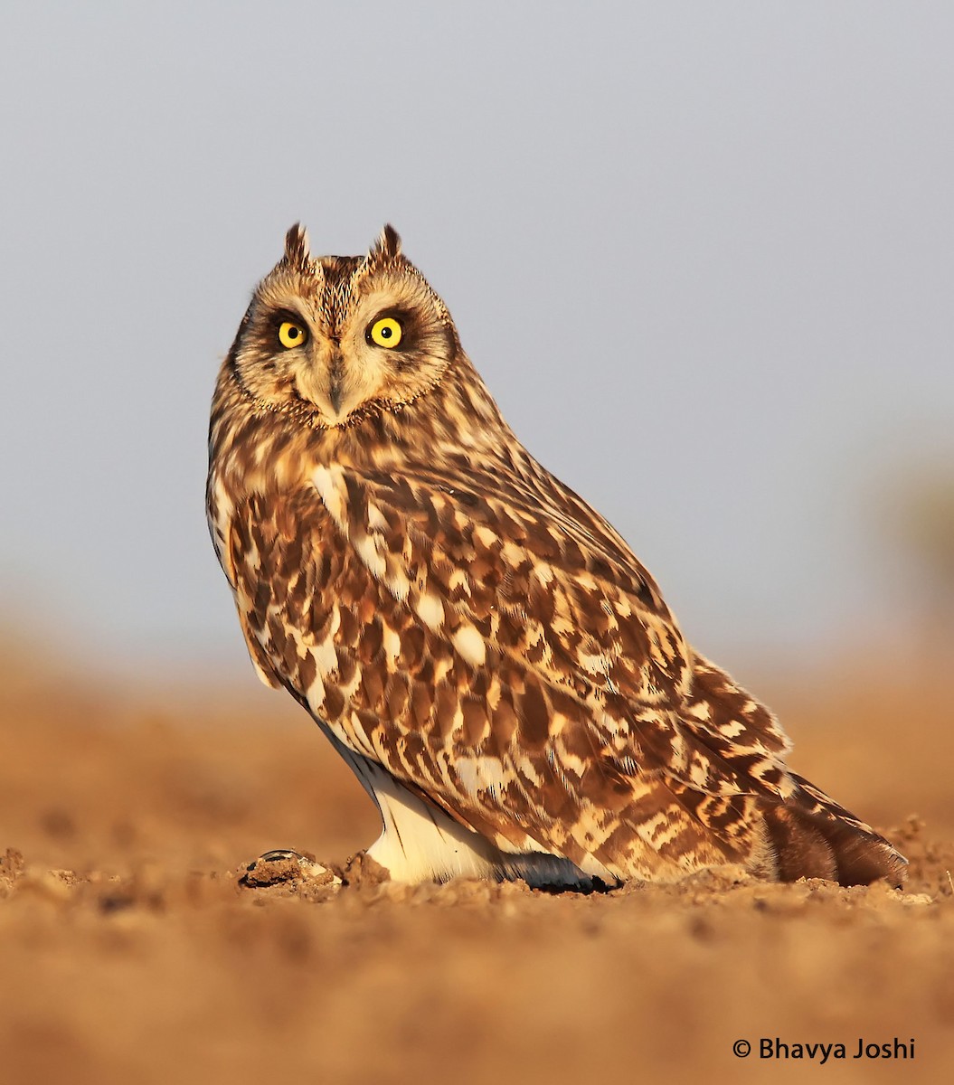 Short-eared Owl (Northern) - Bhavya Joshi