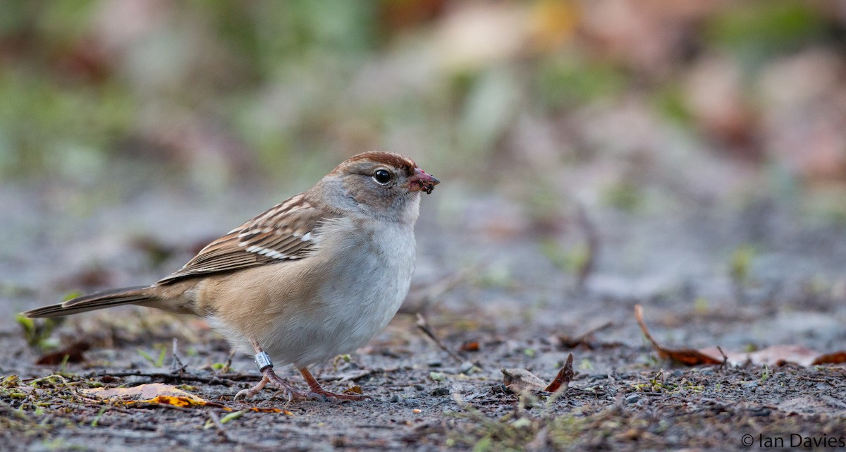 White-crowned Sparrow (leucophrys) - Ian Davies