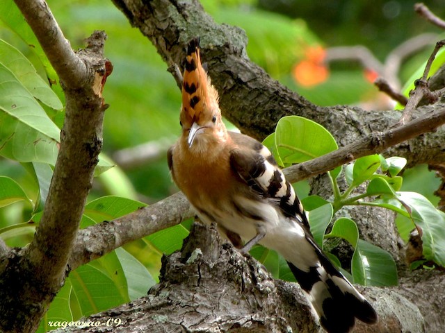 <em class="SciName notranslate">Upupa epops ceylonensis</em>, Frontal View. - Eurasian Hoopoe - 