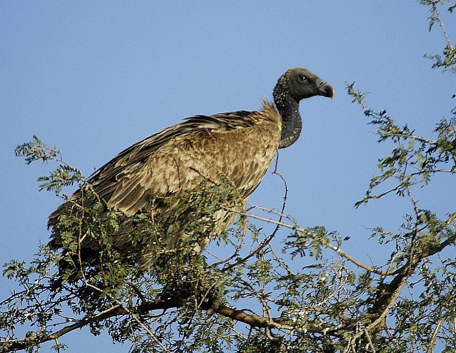 Indian Vulture - Jugal Tiwari