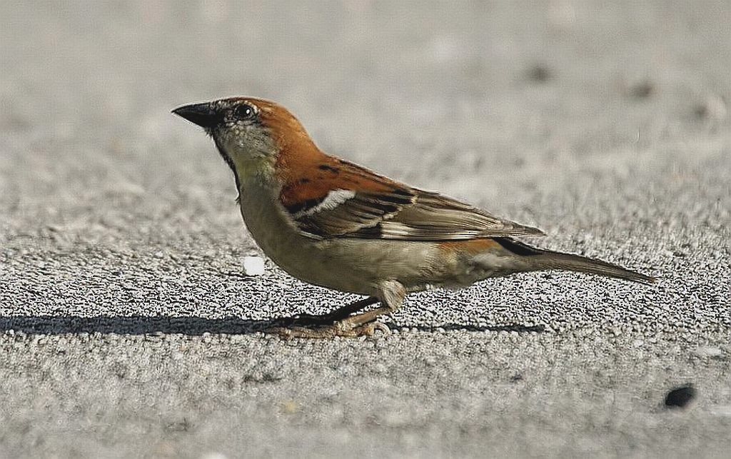 Russet Sparrow - Jugal Tiwari