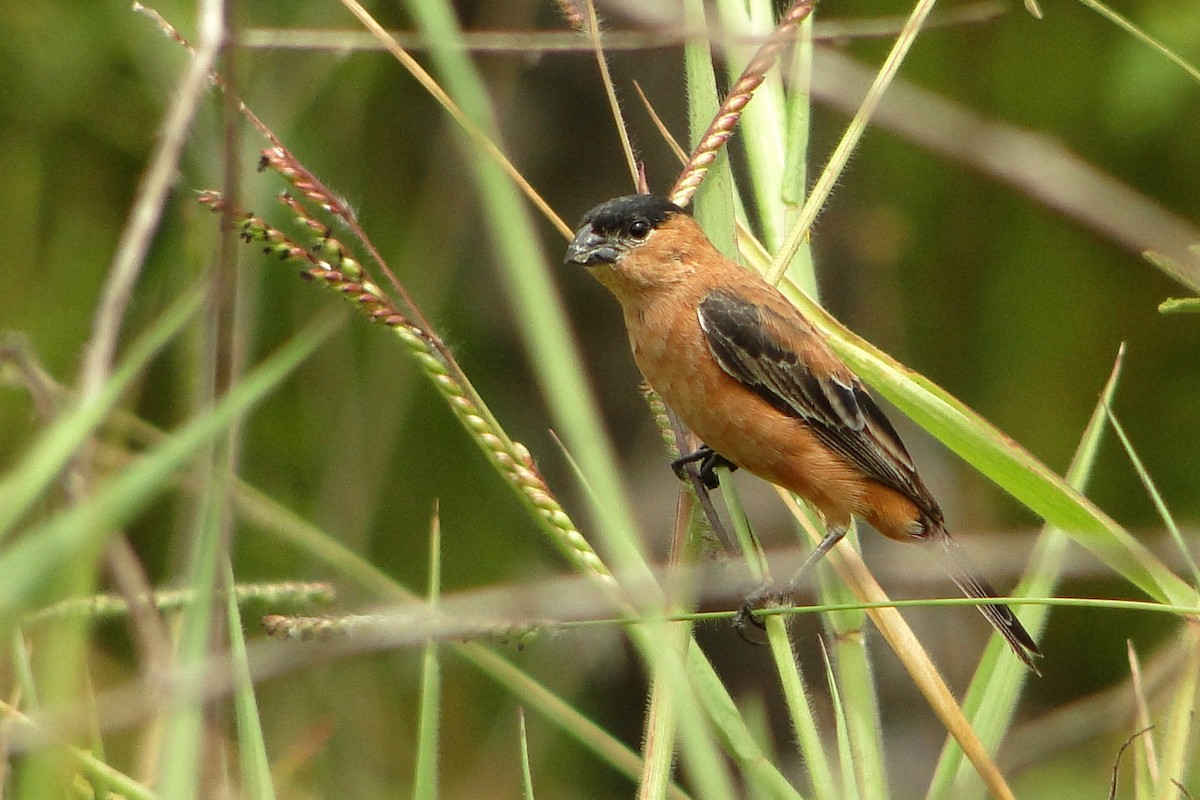 Copper Seedeater - ML205543171