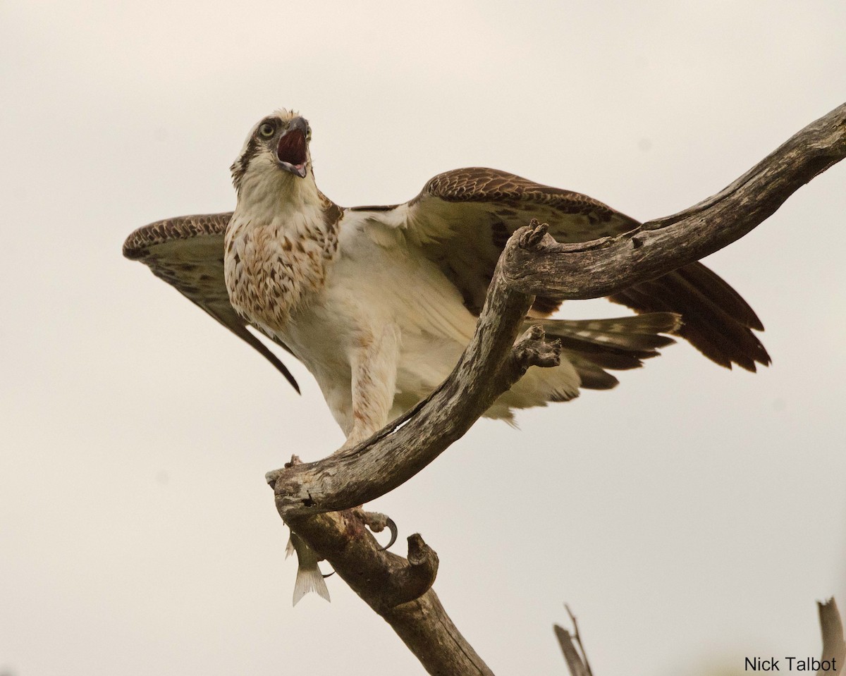 Águila Pescadora (Australia) - ML205543251