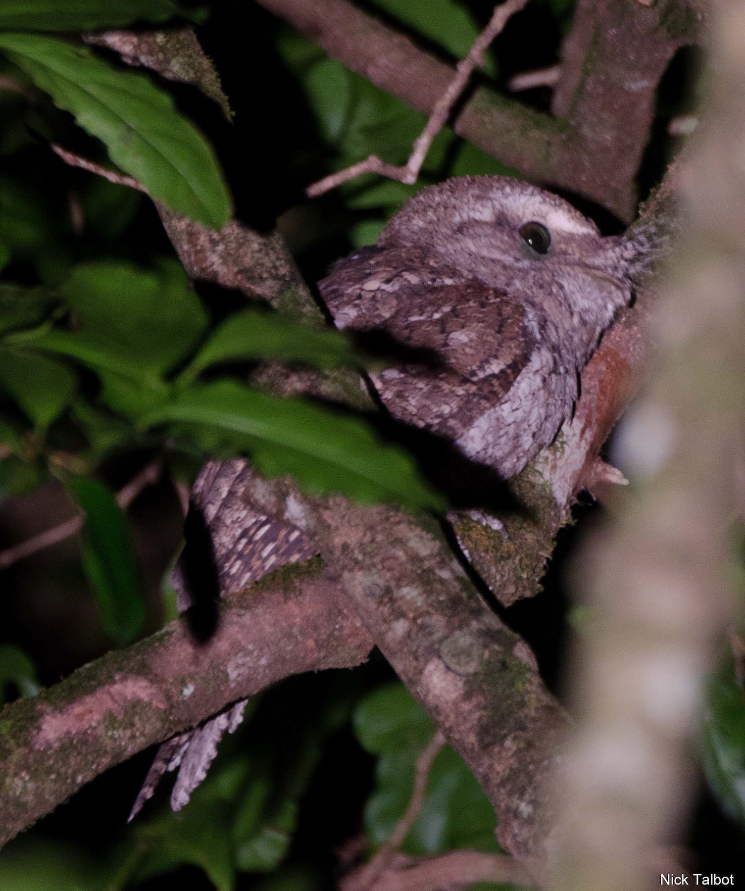 チャイロガマグチヨタカ Plumiferus Ebird