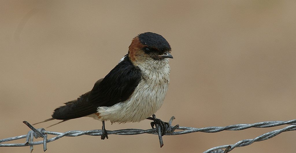 Red-rumped Swallow - Jugal Tiwari