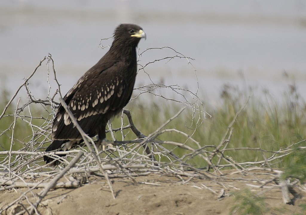Greater Spotted Eagle - Jugal Tiwari