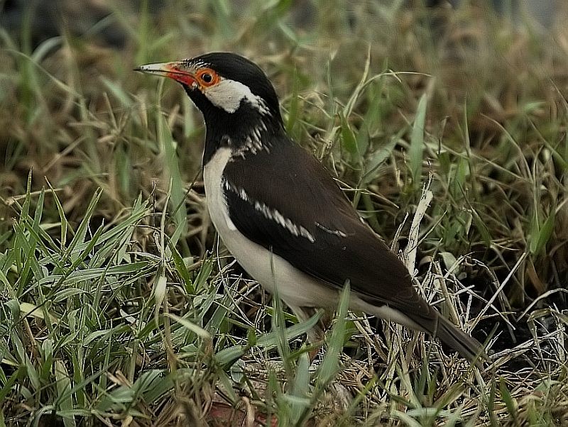 Indian Pied Starling - ML205544561