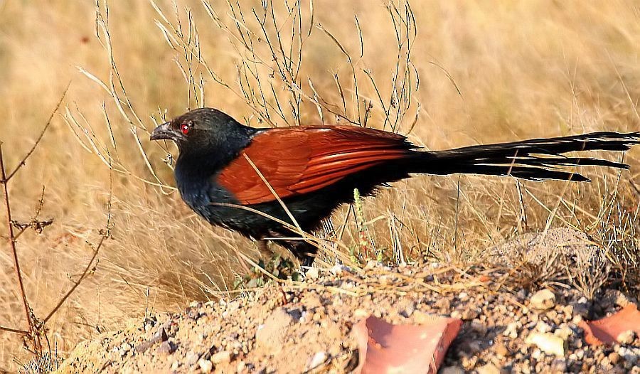 Greater Coucal - ML205544651