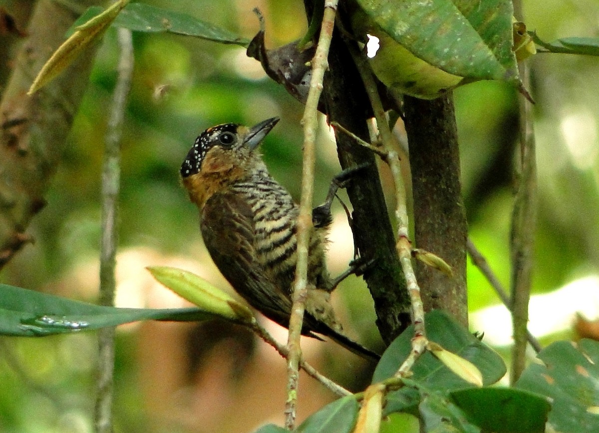 Ochre-collared Piculet - ML205545001