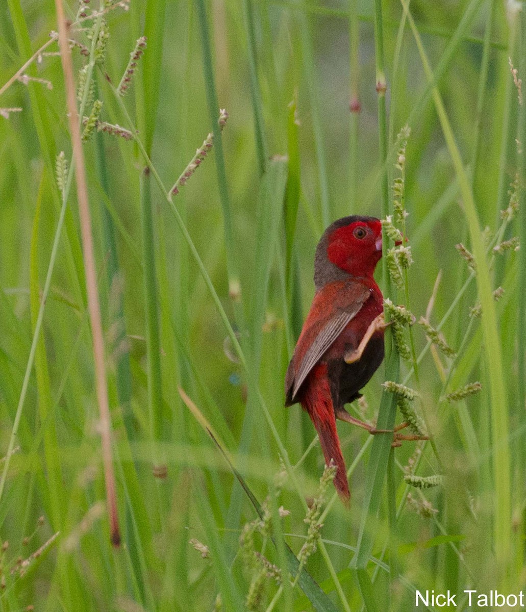 Crimson Finch (Black-bellied) - ML205545641