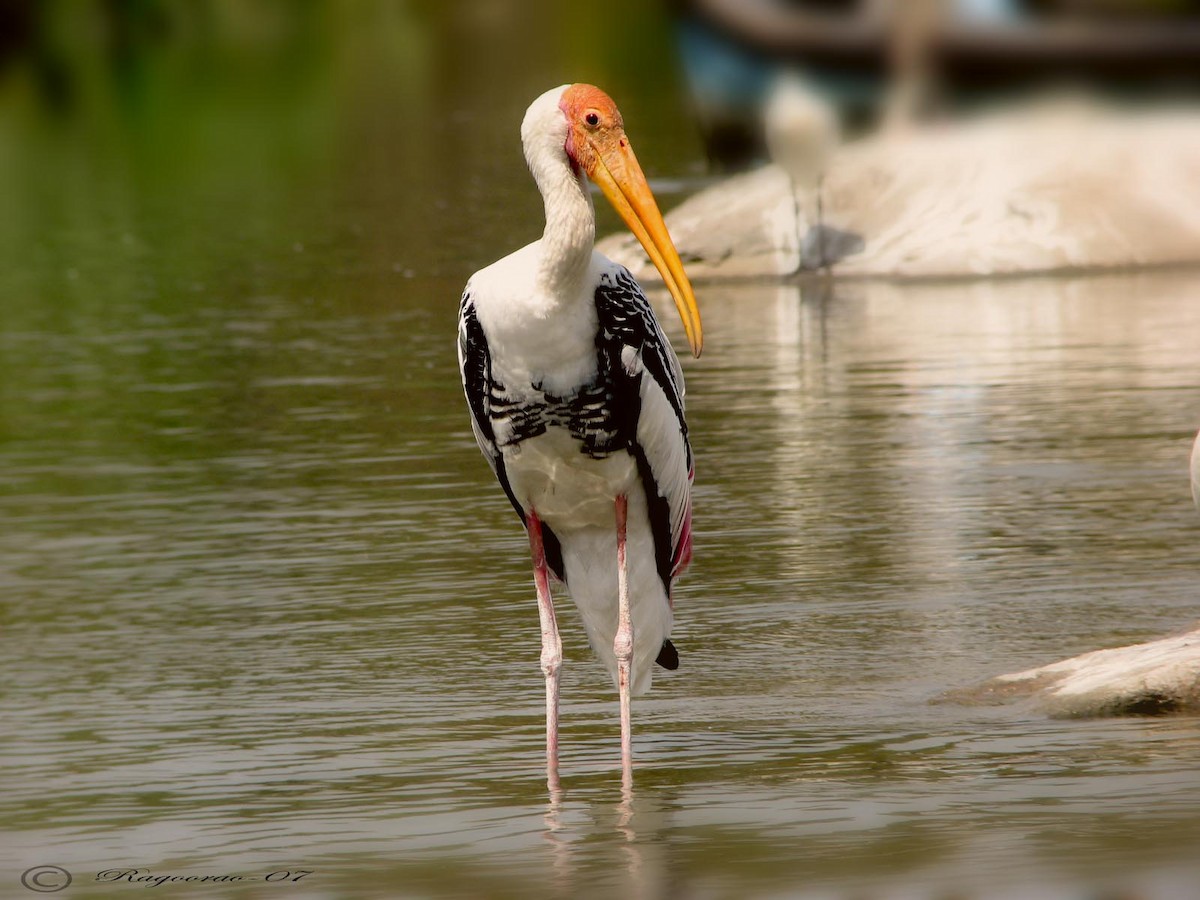 Painted Stork - Ragoo  Rao