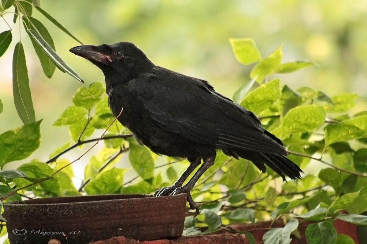 Large-billed Crow - Ragoo  Rao