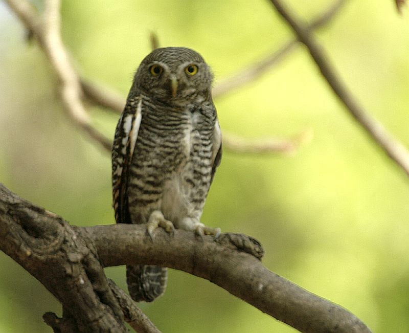 Jungle Owlet - Jugal Tiwari