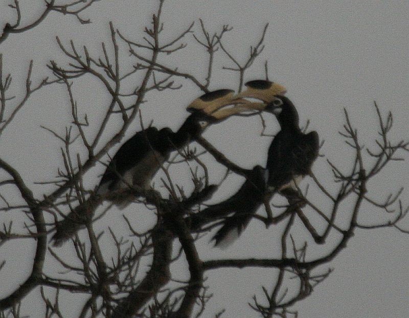 Malabar Pied-Hornbill - Jugal Tiwari