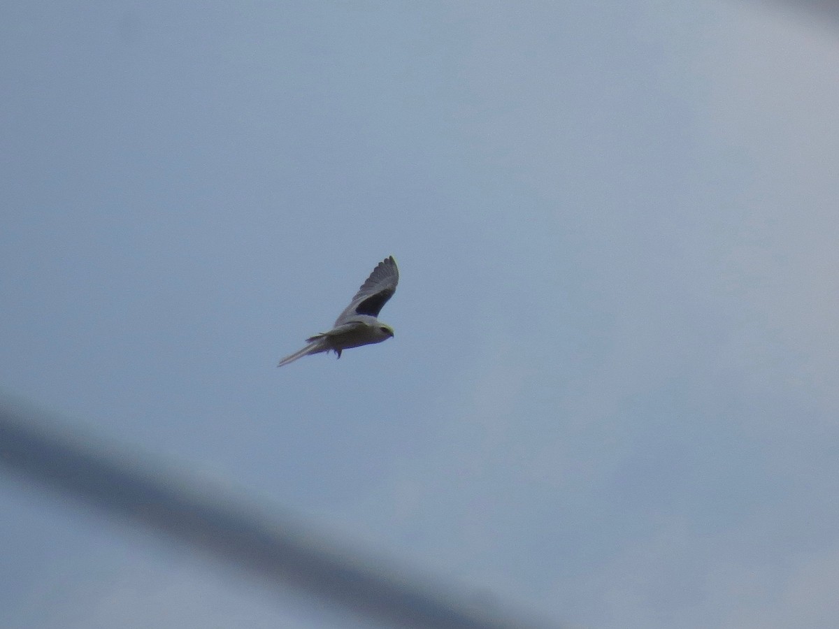White-tailed Kite - John van Dort