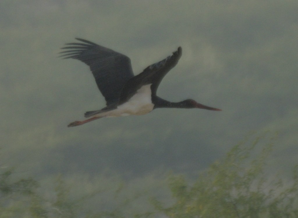 Black Stork - ML205547141