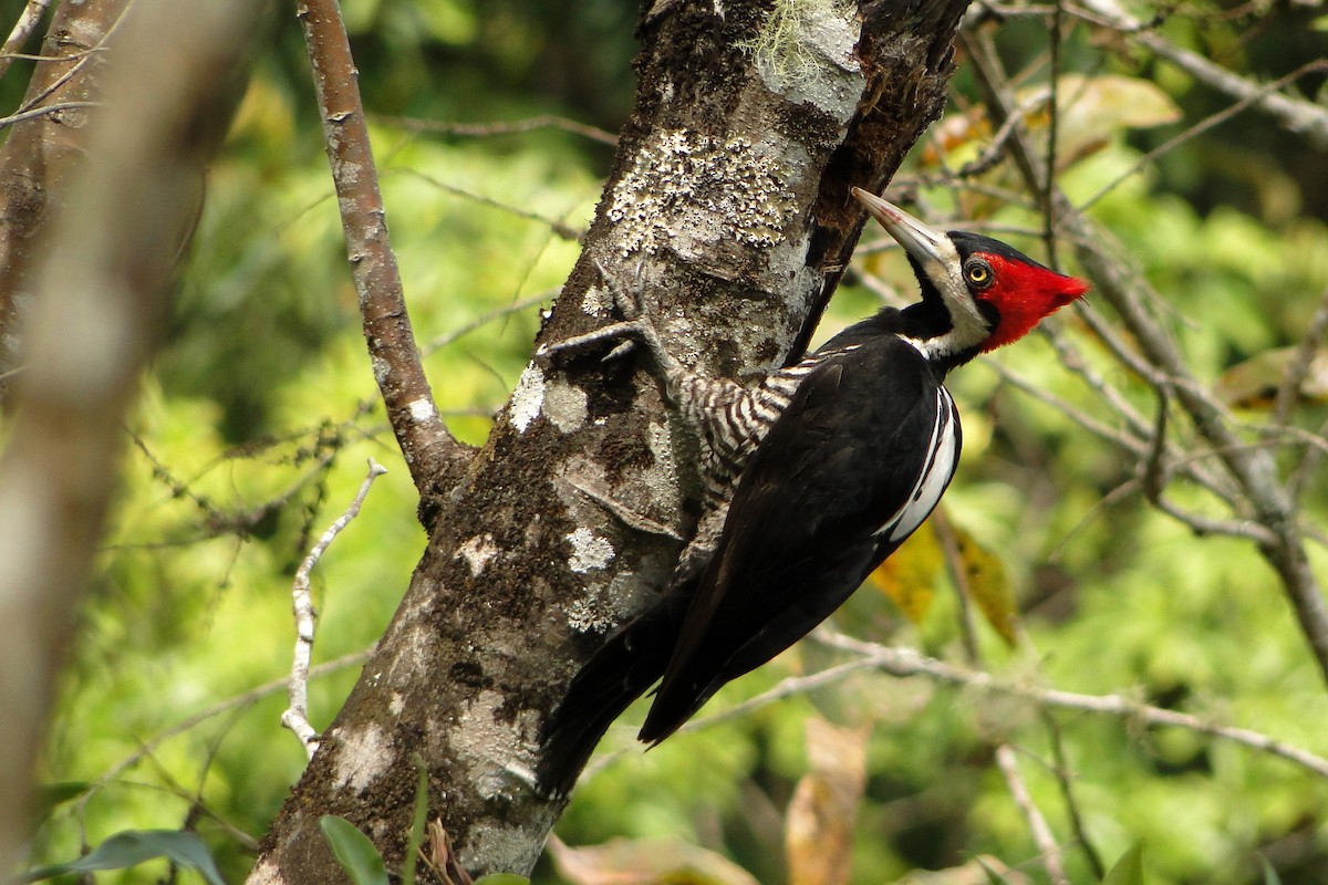 Crimson-crested Woodpecker - Carlos Otávio Gussoni